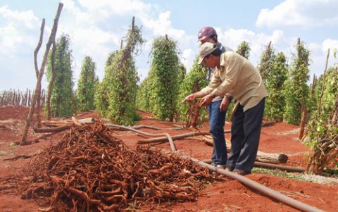 Trung Quốc mua gen quý:Việt Nam mất bò chưa lo làm chuồng
