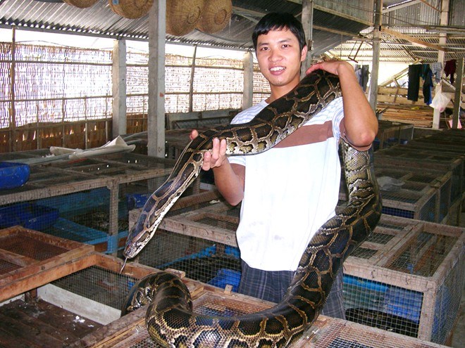 Nuôi ngàn con trăn trong nhà, lãi bạc tỷ mỗi năm